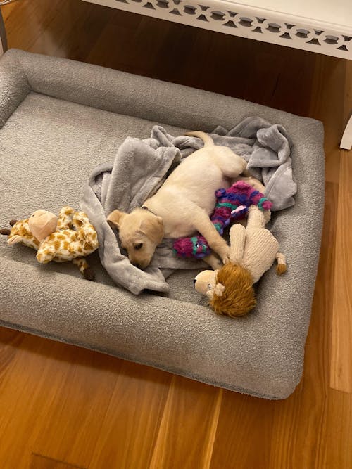 Memory Foam Dog Bed - Boucle Pebble
