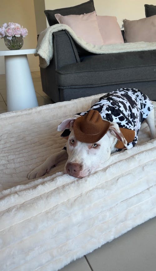 Memory Foam Dog Bed - Puffer Bone