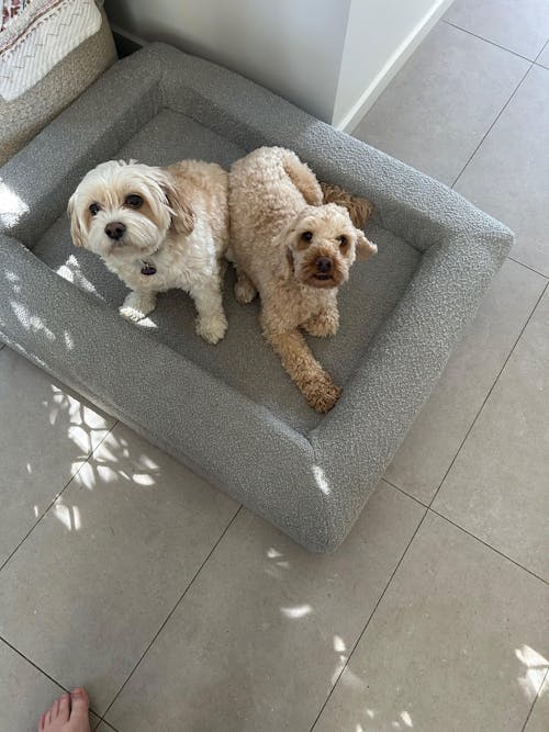 Memory Foam Dog Bed - Boucle Pebble