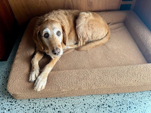 Memory Foam Dog Bed - Polar Fleece Golden Brown
