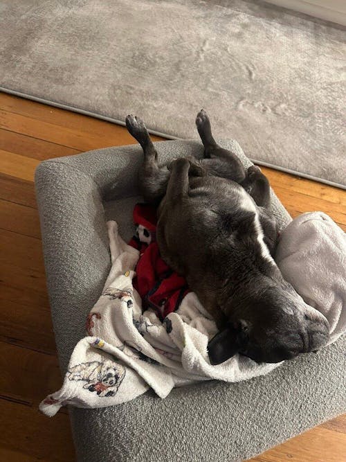Memory Foam Dog Bed - Boucle Pebble