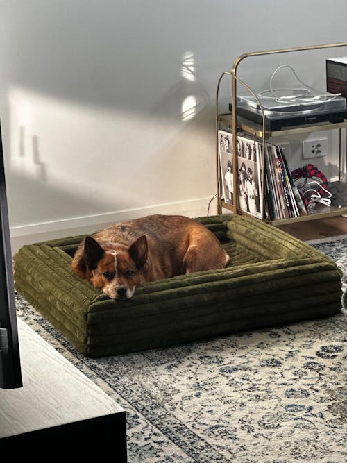 Memory Foam Dog Bed - Puffer Fern