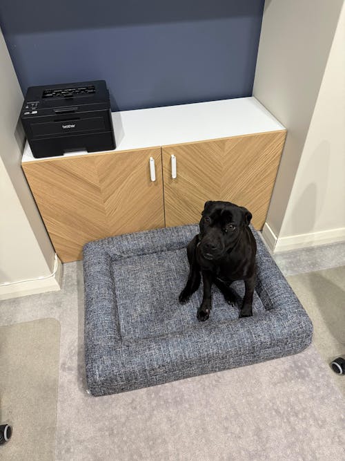 Memory Foam Dog Bed - Boucle Speckle Blue