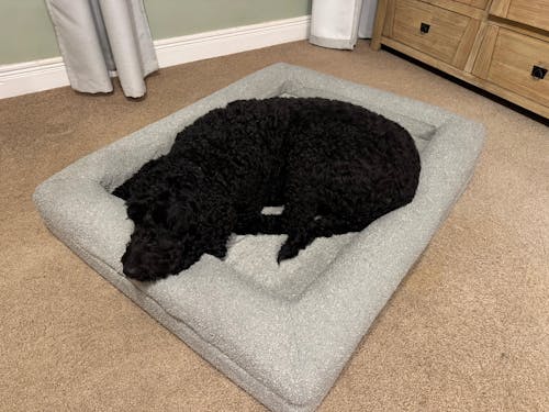 Memory Foam Dog Bed - Boucle Forest Green
