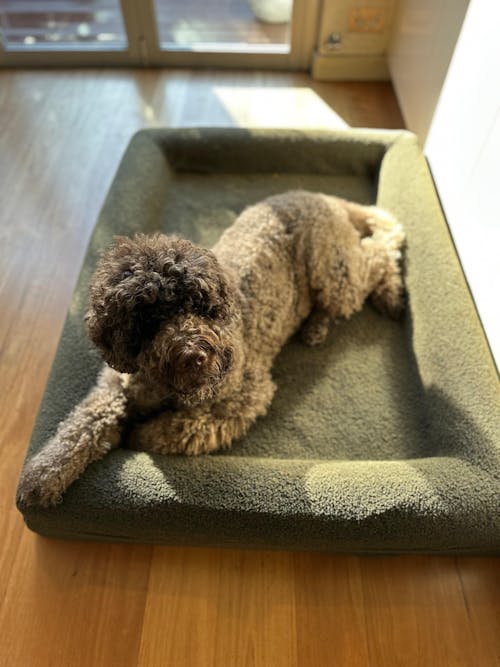 Memory Foam Dog Bed - Polar Fleece Olive