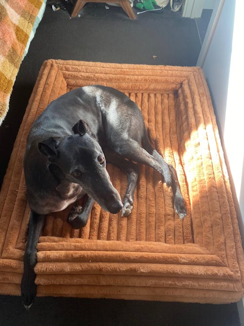 Memory Foam Dog Bed - Puffer Nutmeg