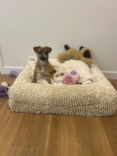 Memory Foam Dog Bed - Noodle Ivory