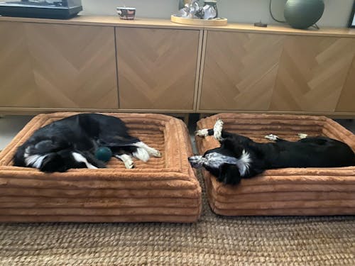 Memory Foam Dog Bed - Puffer Nutmeg