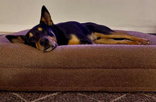 Memory Foam Dog Bed - Boucle Cocoa