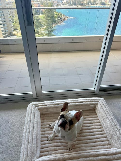 Memory Foam Dog Bed - Puffer Bone