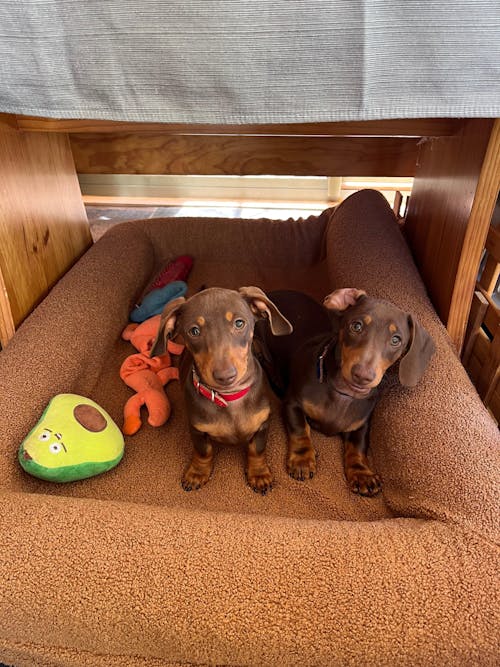 Memory Foam Dog Bed - Boucle Cocoa