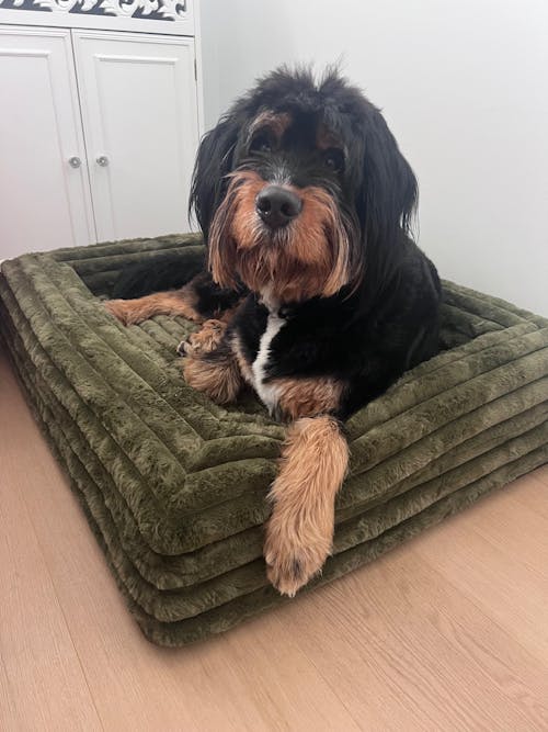 Memory Foam Dog Bed - Puffer Fern