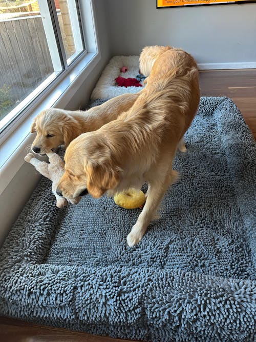 Memory Foam Dog Bed - Noodle Charcoal Grey