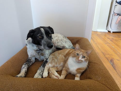 Memory Foam Dog Bed - Canvas Seafoam