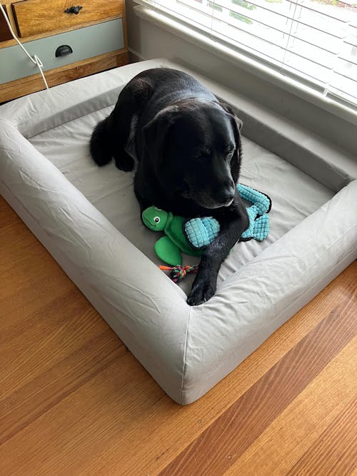 Cooling Dog Bed - Stone Memory Foam
