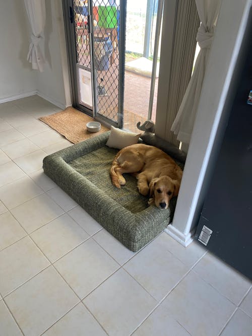 Memory Foam Dog Bed - Boucle Speckle Green