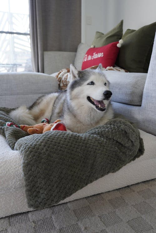Memory Foam Dog Bed - Bouclé Ivory