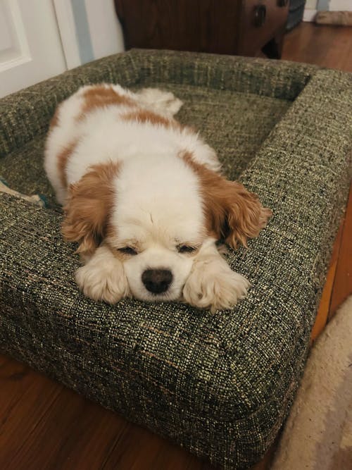 Memory Foam Dog Bed - Bouclé Speckle Green