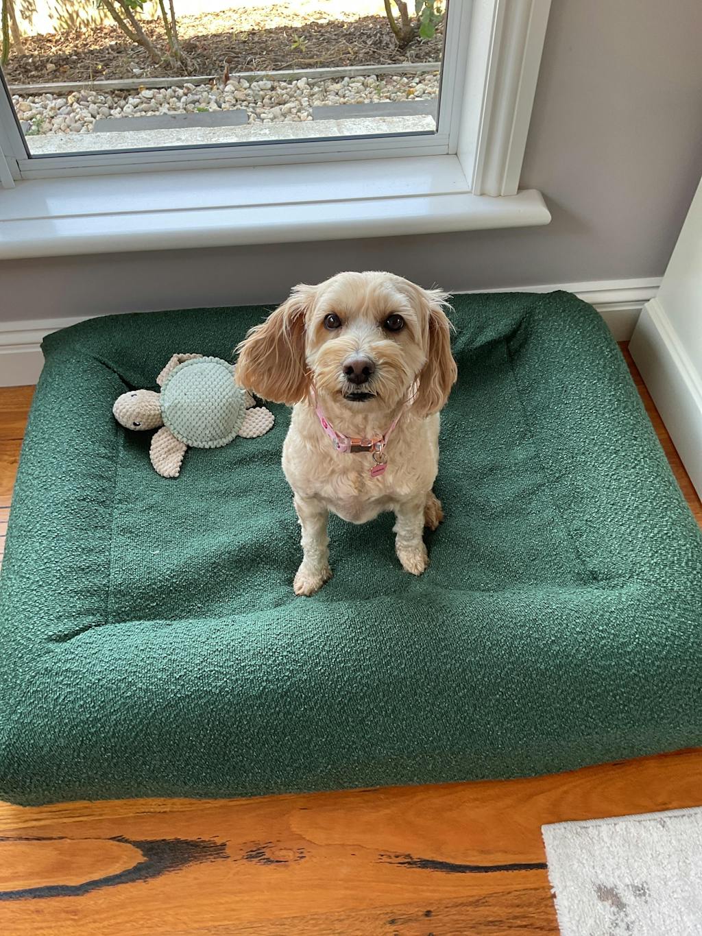 Memory Foam Dog Bed - Puffer Truffle