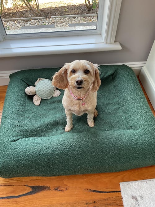Memory Foam Dog Bed - Puffer Truffle