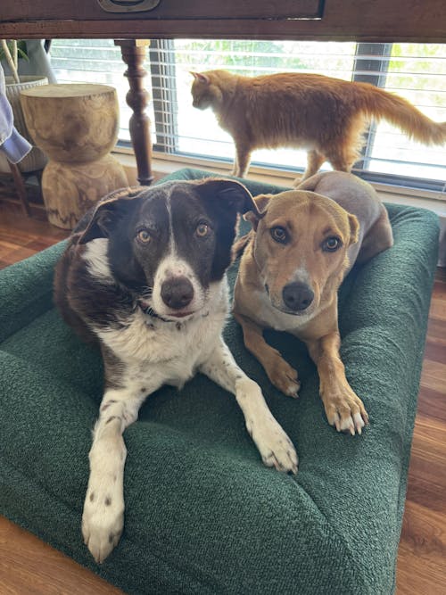 Memory Foam Dog Bed - Bouclé Forest Green