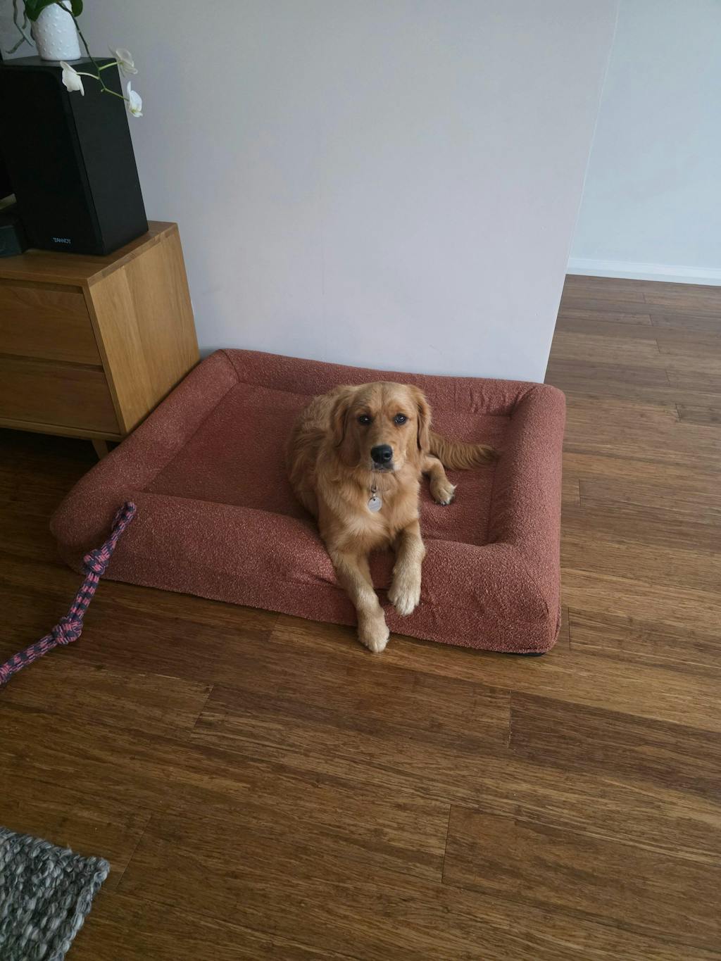 Memory Foam Dog Bed - Bouclé Terracotta