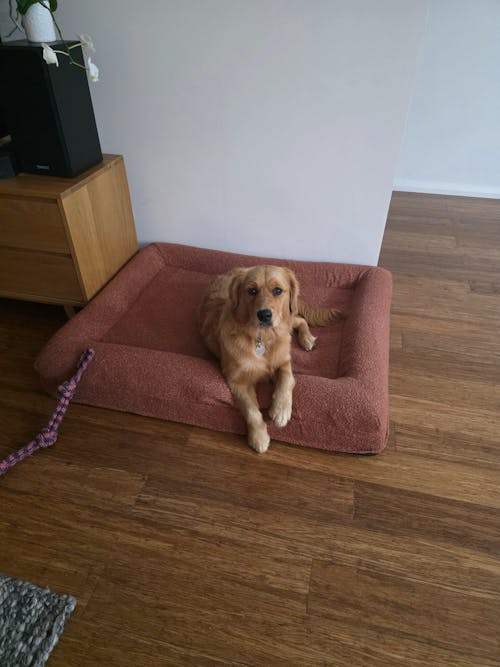 Memory Foam Dog Bed - Bouclé Terracotta