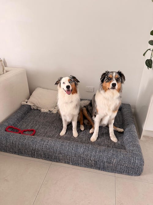 Memory Foam Dog Bed - Bouclé Speckle Blue