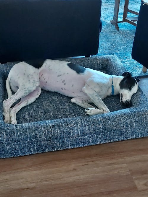 Memory Foam Dog Bed - Bouclé Speckle Blue