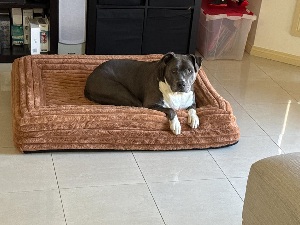 Memory Foam Dog Bed - Puffer Nutmeg