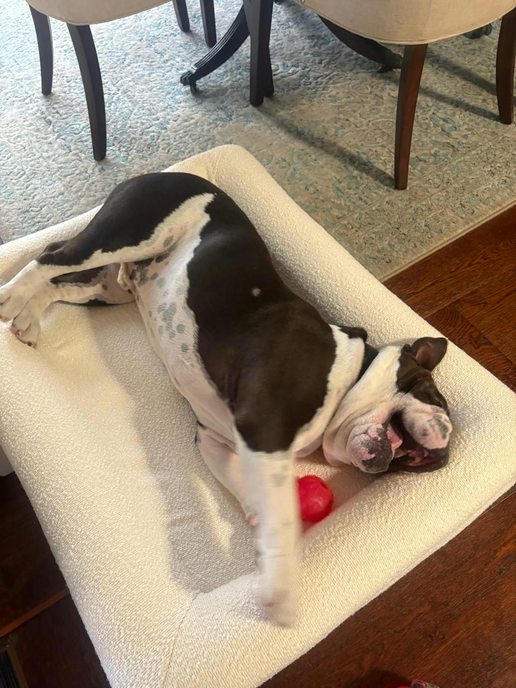 50% OFF Orthopaedic Bed Promotion