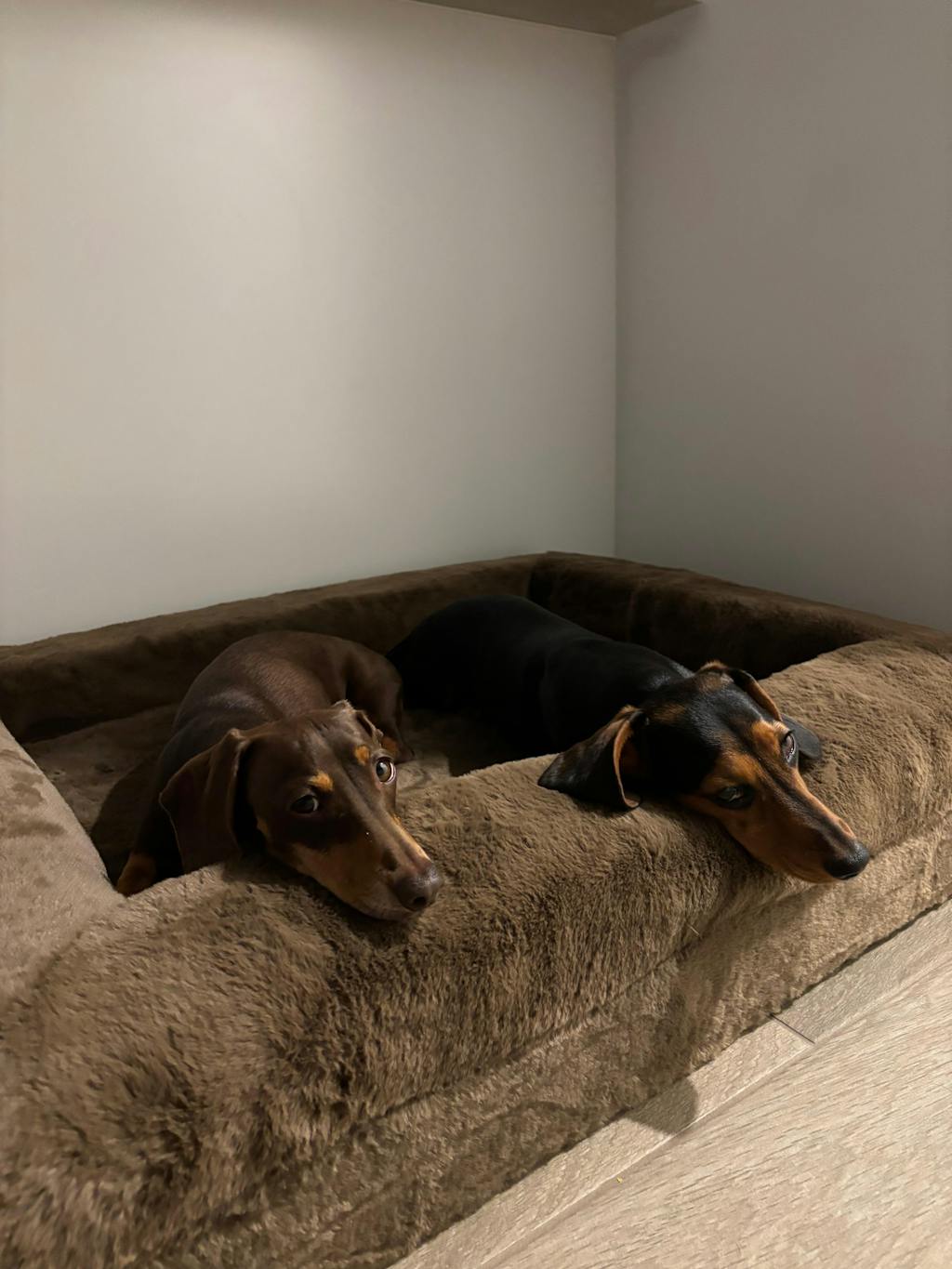 Memory Foam Dog Bed - Puffer Rosewater