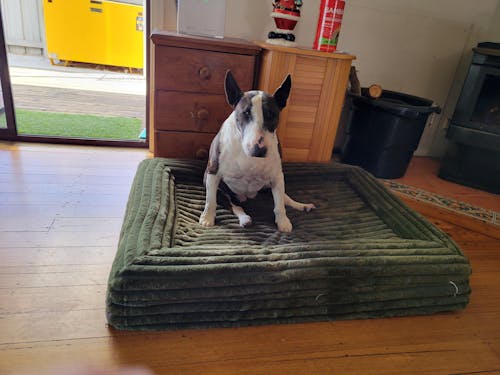 Memory Foam Dog Bed - Puffer Fern