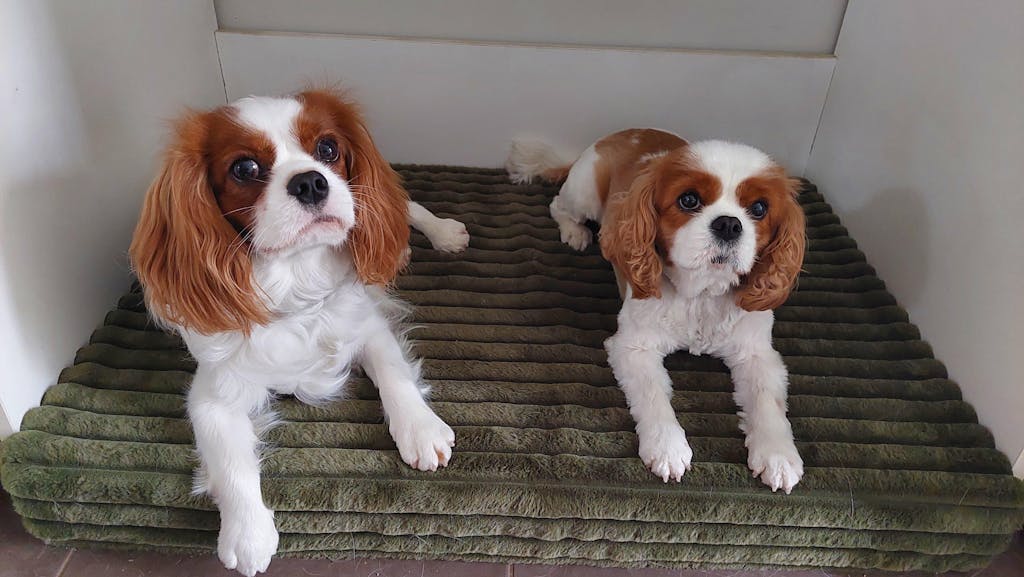 Puffer Crate Mat - Fern