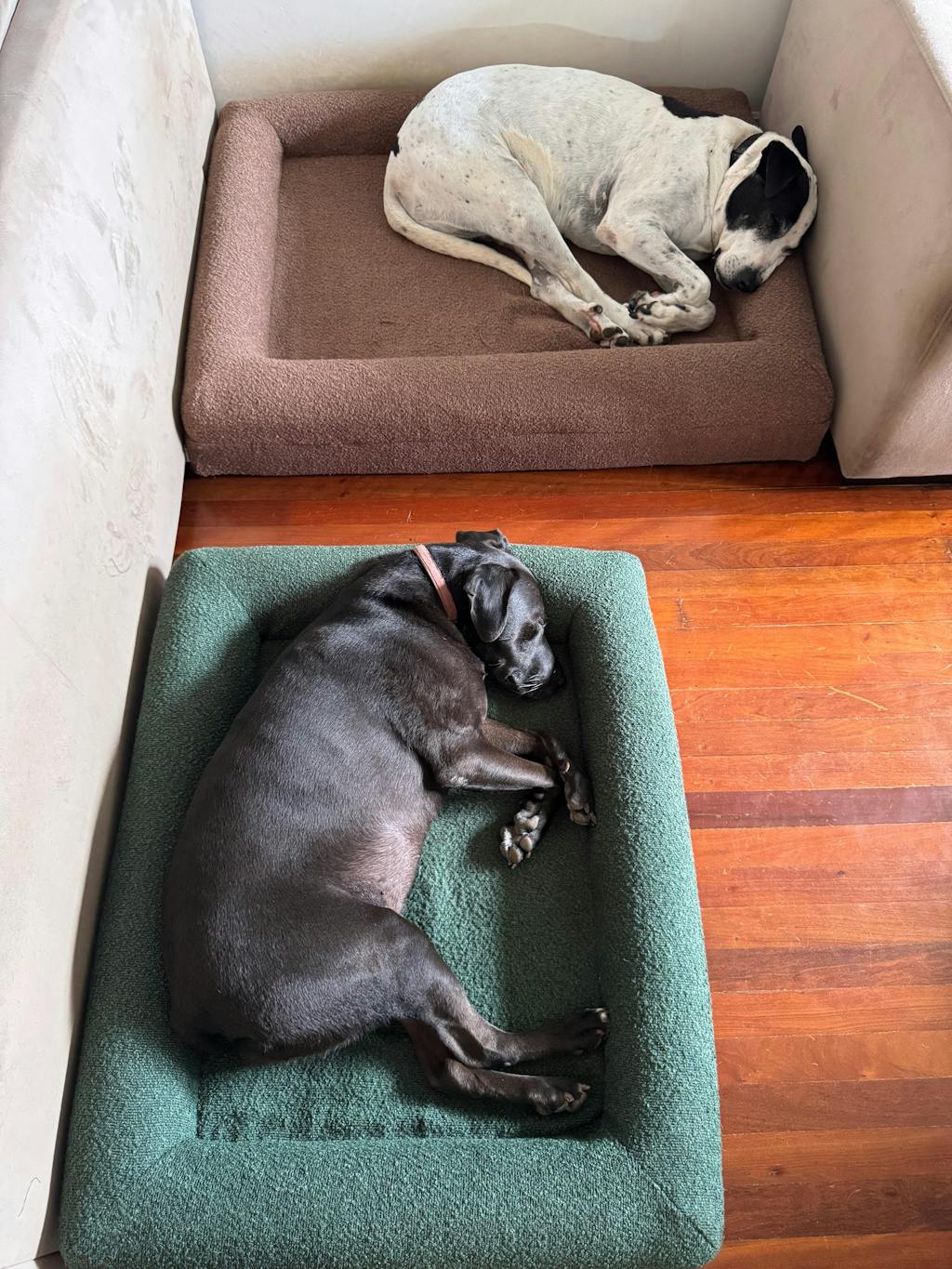 Memory Foam Dog Bed - Bouclé Forest Green