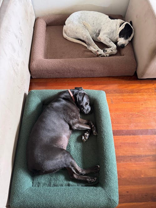 Memory Foam Dog Bed - Bouclé Forest Green