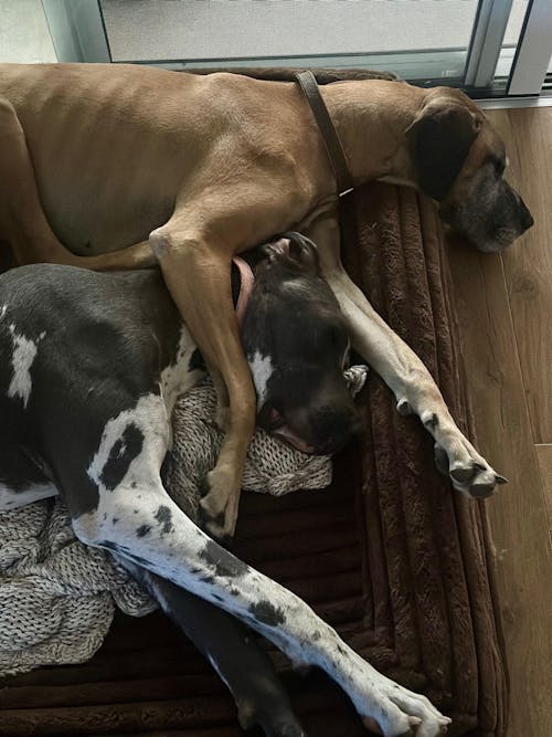 50% OFF Orthopaedic Bed Promotion