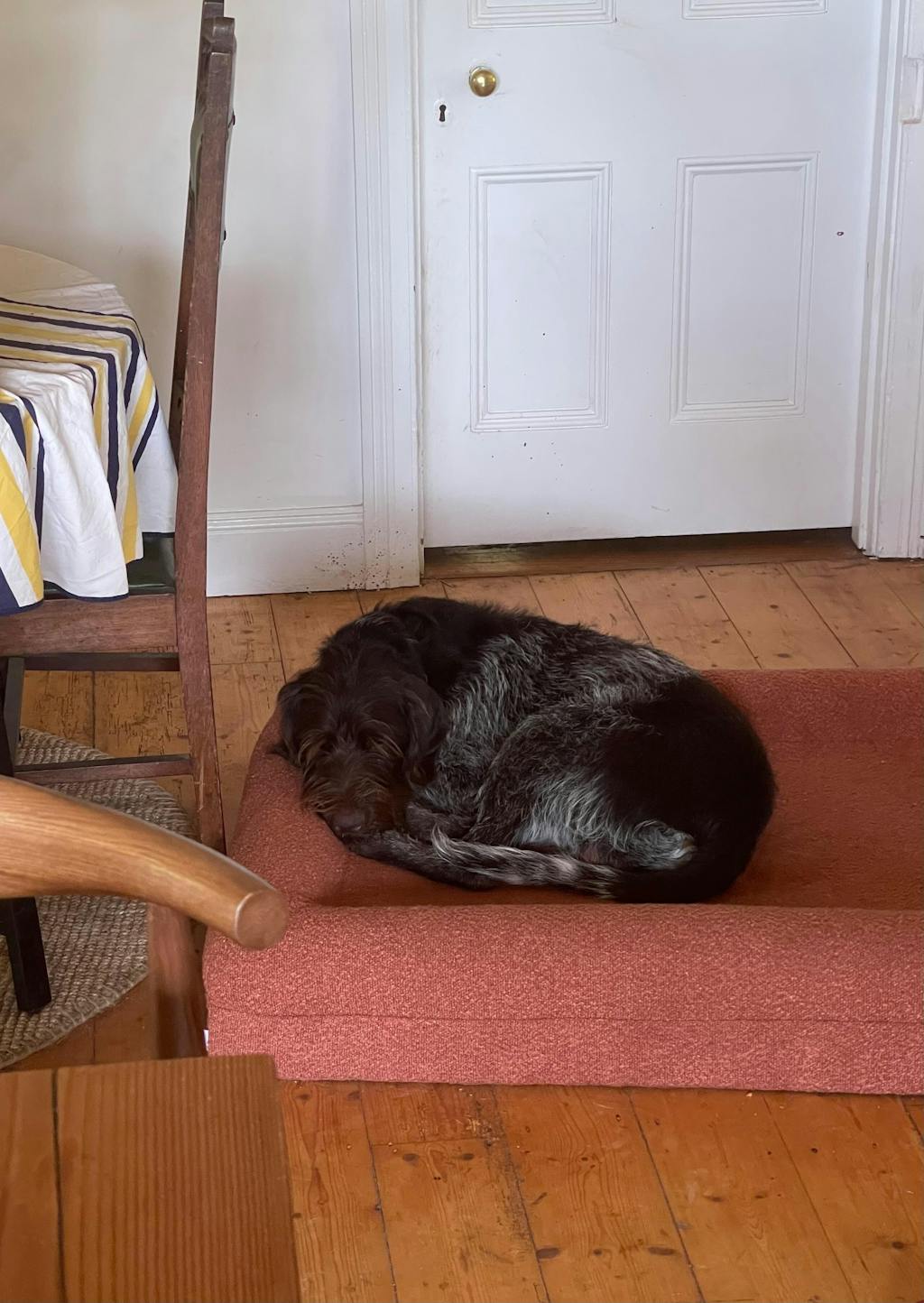 50% OFF Orthopaedic Bed Promotion