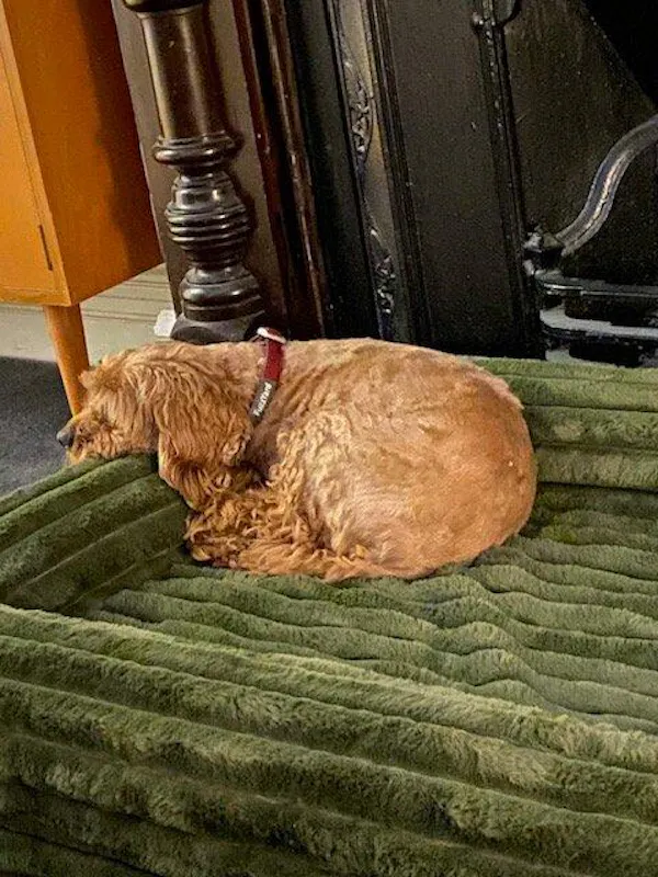 Golden doodle curled up on Dazy Dog green puffer bed by fireplace