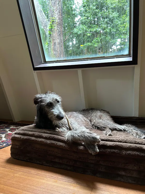 Large grey hound relaxing on Dazy Dog brown puffer bed by window