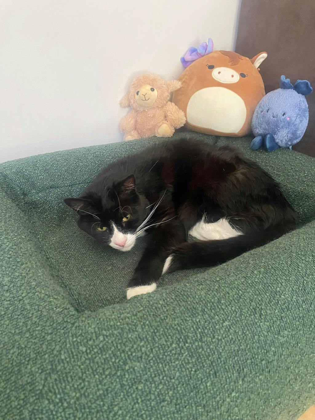 50% OFF Orthopaedic Bed Promotion