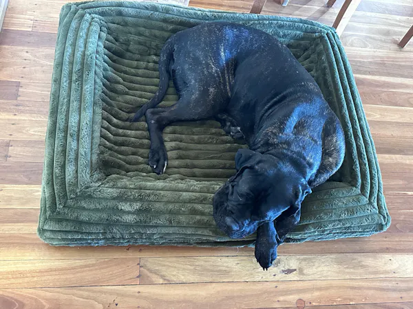 Large black Labrador curled up on Dazy Dog green puffer bed