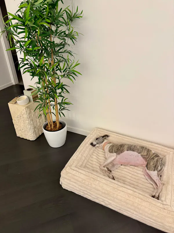 Whippet sleeping on Dazy Dog cream crate mat in stylish home