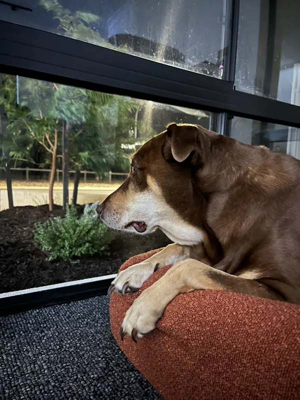 Older brown dog resting on a terracotta Dazy Dog puffer bed, looking out the window