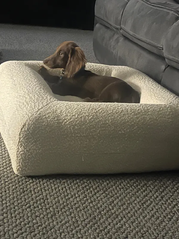 Brown Spaniel sitting in a white Dazy Dog bouclé bolster bed