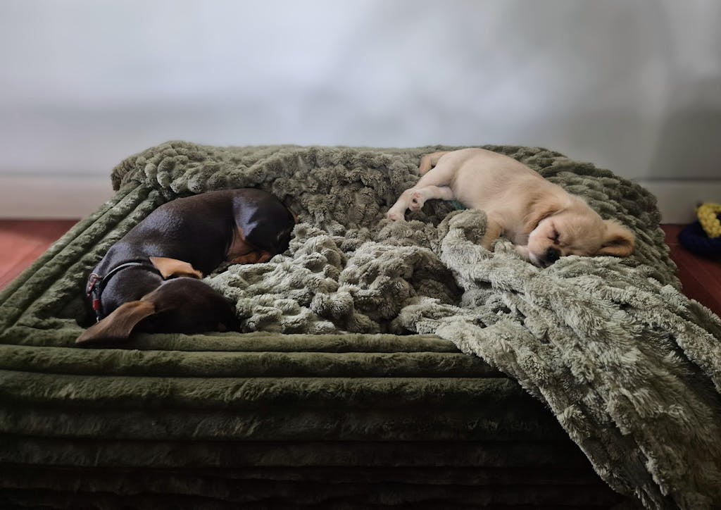 Quick Cover - Puffer Fern