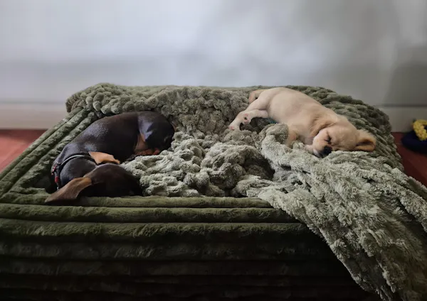 Two dogs on Dazy Dog green puffer bed