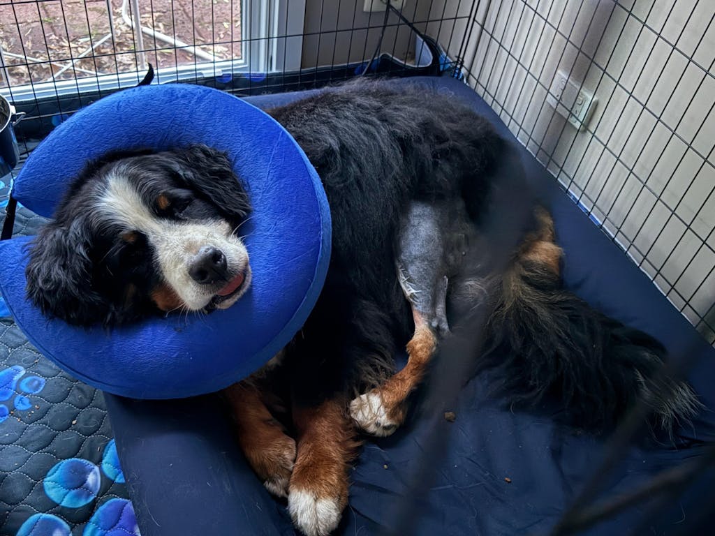 50% OFF Orthopaedic Bed Promotion