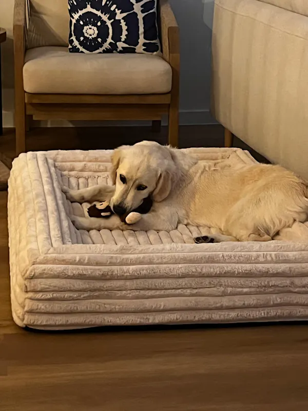 Golden retriever on Dazy Dog cream puffer bed