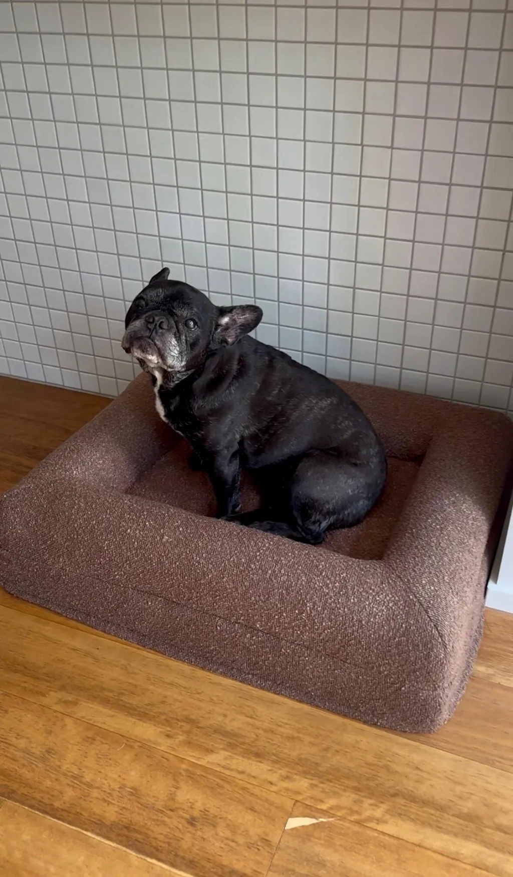 Memory Foam Dog Bed - Bouclé Cocoa